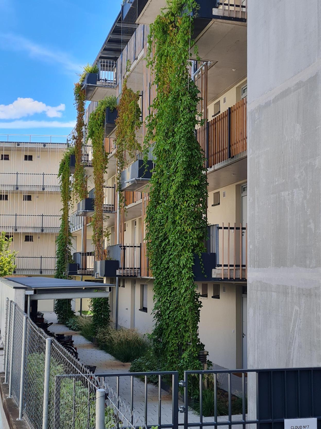 Das Bild zeigt eine Fassadenbegrünung an einem Neubau in Tübingen. Die Begrünung wird durch rankenden Pflanzen erzeugt, die aus dem Boden oder Töpfen auf den Balkonen an Seilen wenige Zentimeter vor der Hauswand nach oben wachsen.