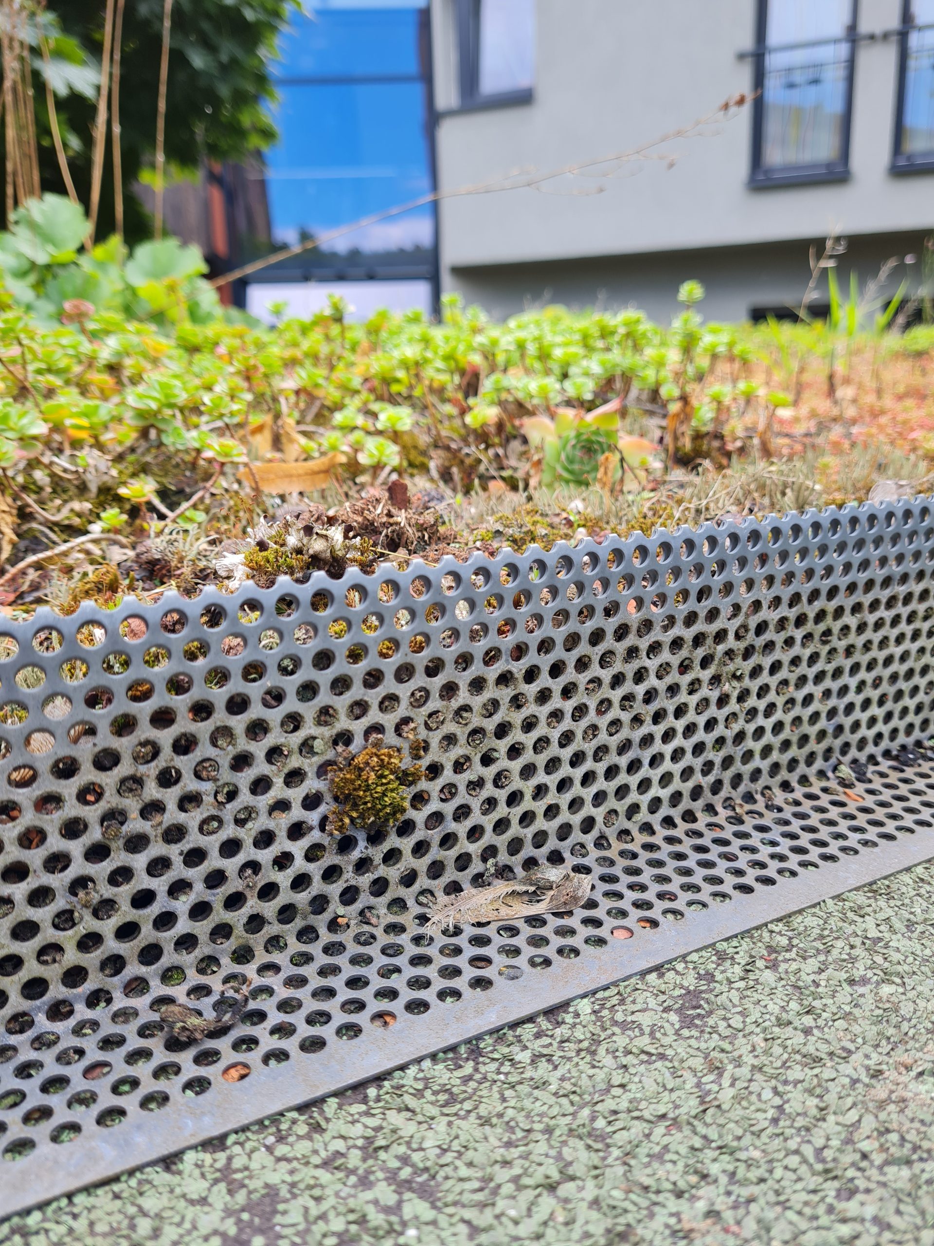 Das Bild zeigt das bepflanzte Substrat eines extensiven Gründachs, das mit Hilfe eines Gitters vom Abrutschen abgehalten wird.