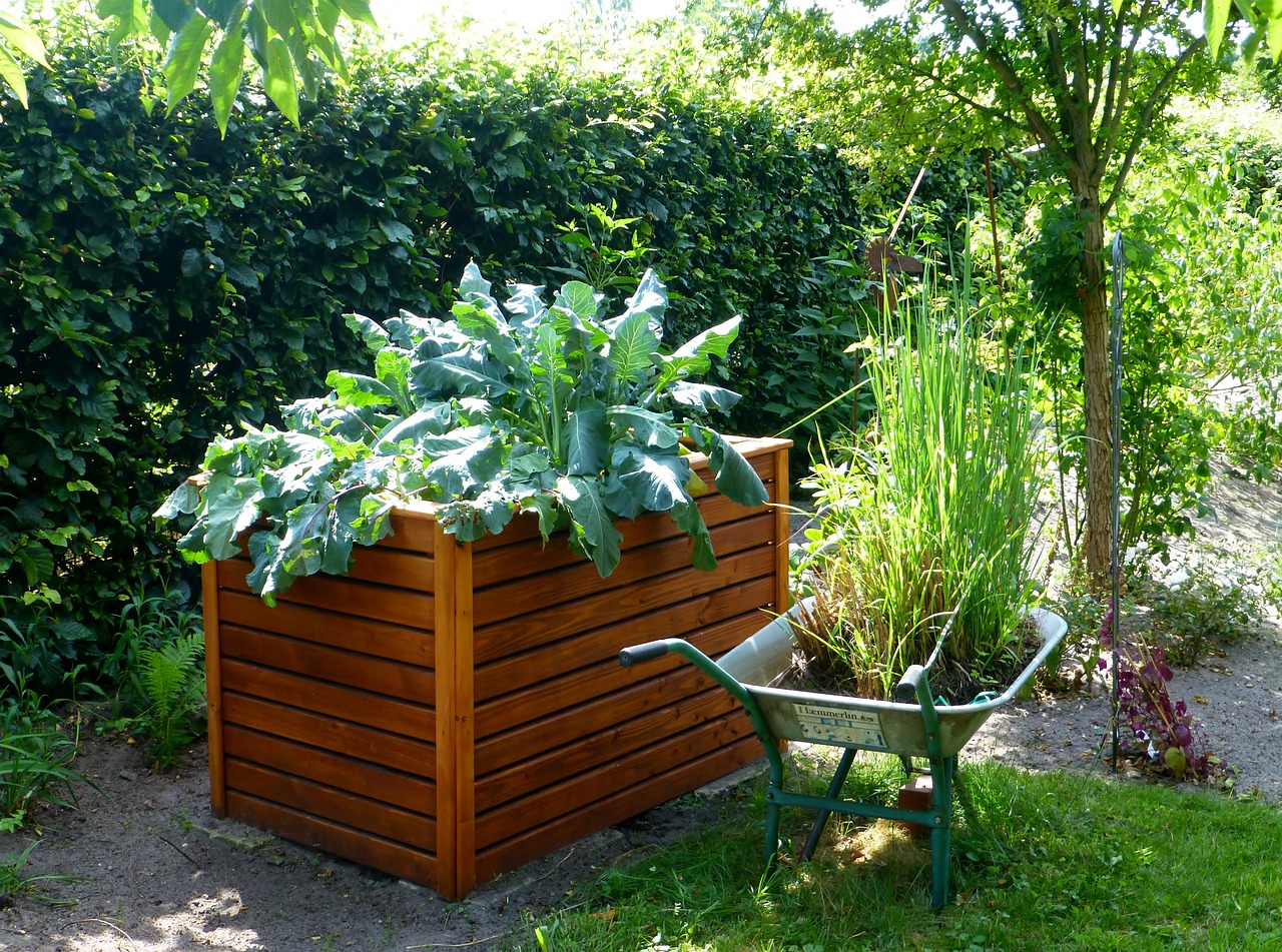 Das Bild zeigt ein Hochbeet aus Holz, das mit Kohl bepflanzt wurde. Es steht in einem Garten vor einer Hecke und neben einer bepflanzten Schubkarre.