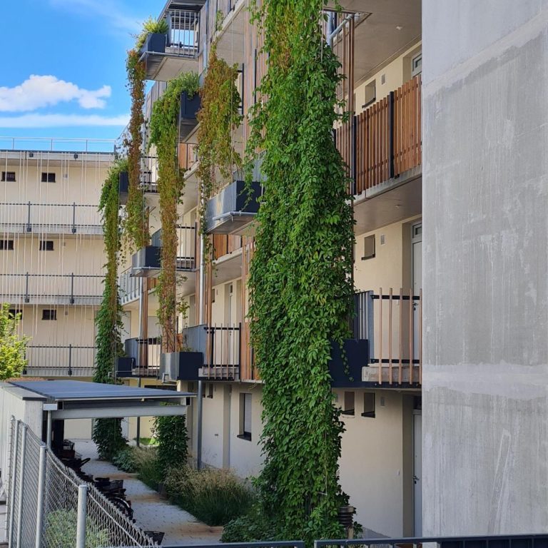 Das Bild zeigt eine Fassadenbegrünung an einem Neubau in Tübingen. Die Begrünung wird durch rankenden Pflanzen erzeugt, die aus dem Boden oder Töpfen auf den Balkonen an Seilen wenige Zentimeter vor der Hauswand nach oben wachsen.