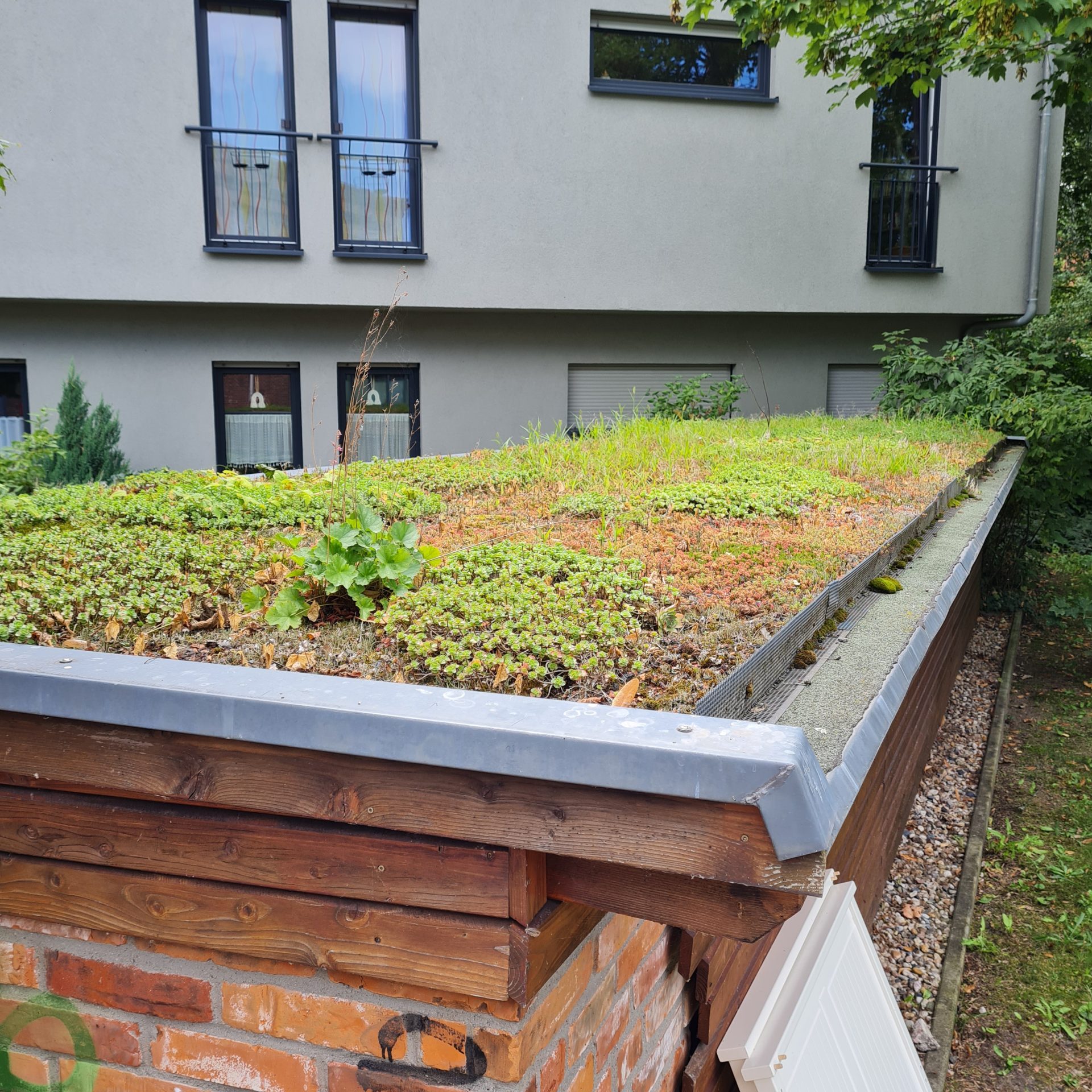 Das Bild zeigt ein Gründach in Cottbus, das vor allem mit nierigwachsenden und hitzeresistenten Pfanzen bepflanzt wurde.