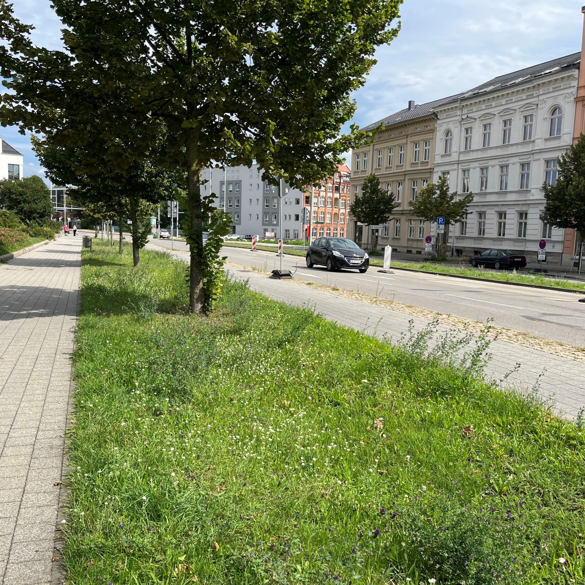 Das Bild zeigt eine begrünte Versickerungsmulde mit einzelnen Bäumen in Cottbus. Sie trennt den Fußgängerweg von der Straße und dem Fahrradweg.